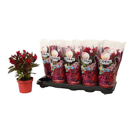 Celosia Hot Topic Red