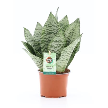 Sansevieria Black Coral