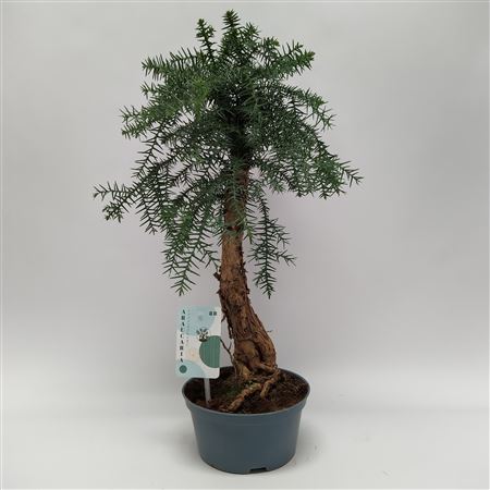 Bonsai Araucaria Cunninghamii Bonsai Teeltpot