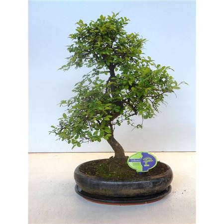 Bonsai Zelkova Parvifolia, With Drip.