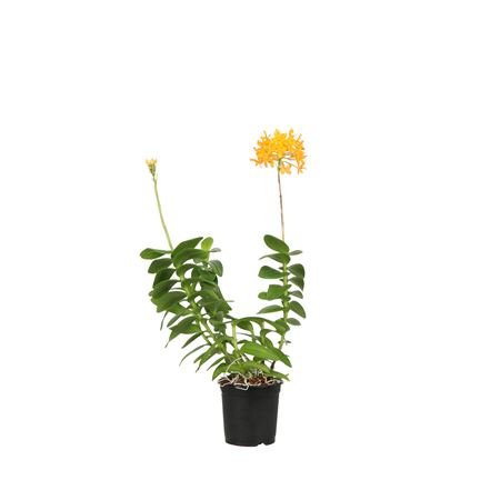 Epidendrum A2 Yellow Mix