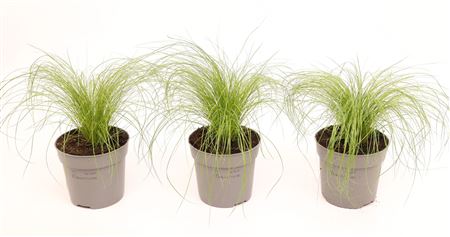 Stipa Pony Tails