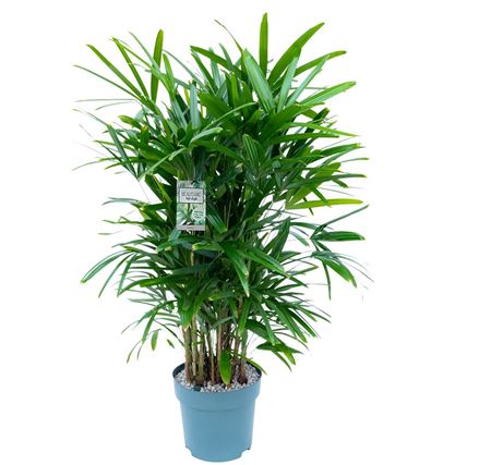 Rhapis Excelsa + Watermeter