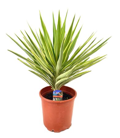 Yucca Jewel Head
