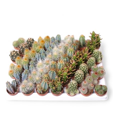Cactus Mini Mix 3 Cm