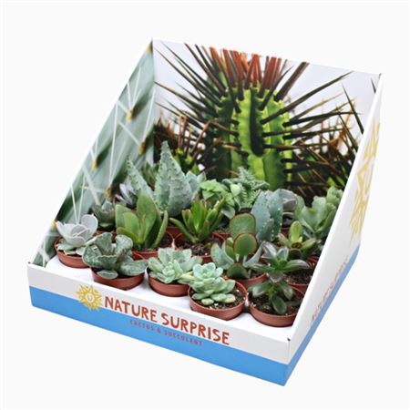 Succulent Mix Presentation Box