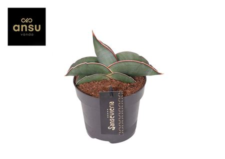Sansevieria Silver Sweet