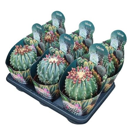 Ferocactus Glaucescens Inermis