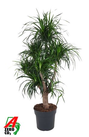 Dracaena Angustifolia Branched
