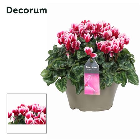 Cyclamen Garden Bicolor (decorum)