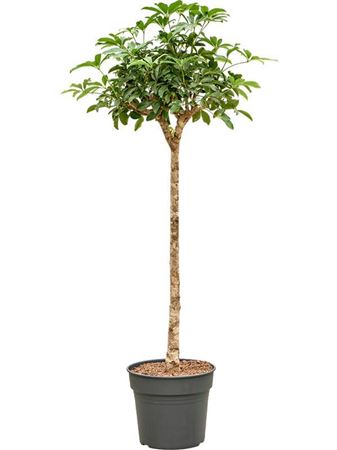 Schefflera On Stem