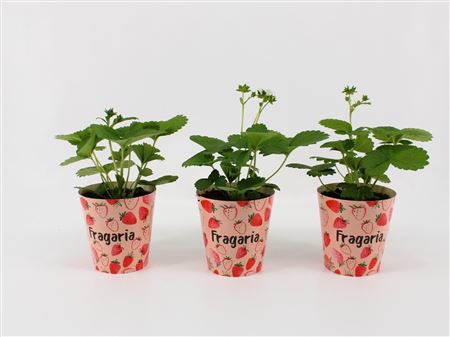 Fragaria Beltran In Smartcup