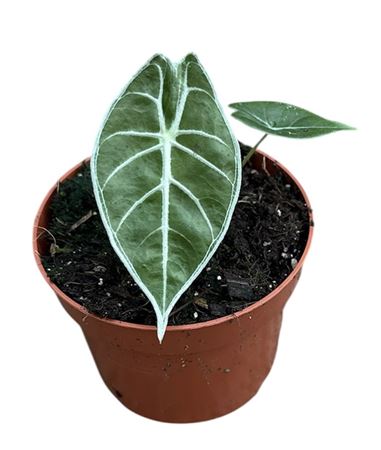 Alocasia Watsoniana Lightning