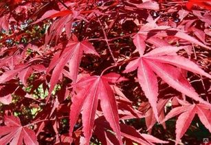 Клен веерный Атропурпуреум