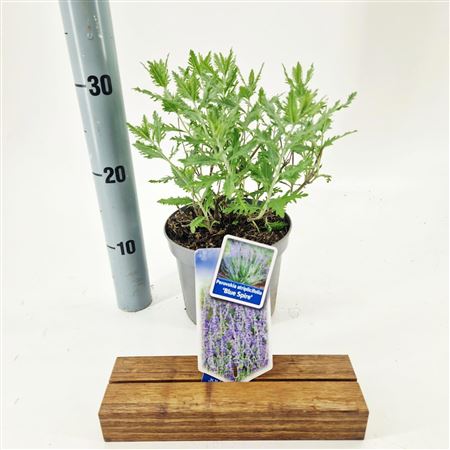 Perovskia Atr Blue Spire