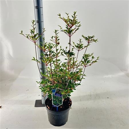 Enkianthus Campanulatus