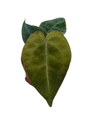 Anthurium Forgetti