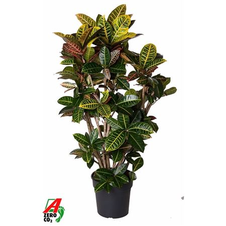 Codiaeum Petra Vertakt P31