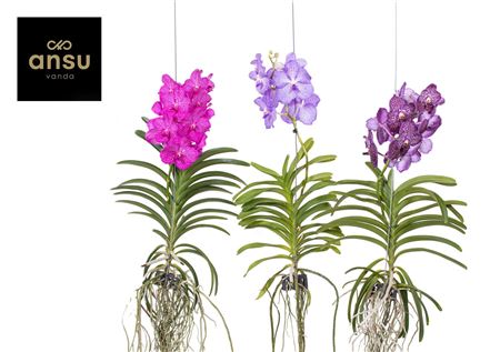 Vanda Velvet Black Berry Xl