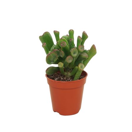 Crassula Trompet