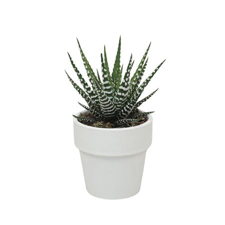 Haworthia Big Band White Pot