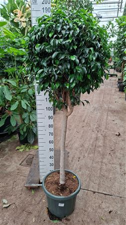 Ficus Be Danielle Piramide