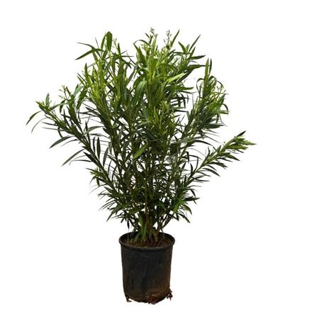 Nerium Oleander White