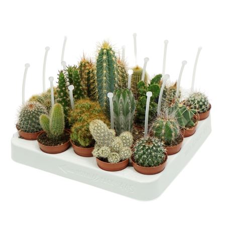 Cactus Mix  Met Picker
