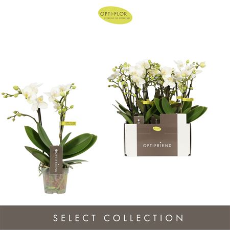 Phal Mini 2st White Ceramic