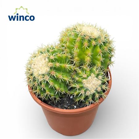 Echinocactus Brevispina (group)