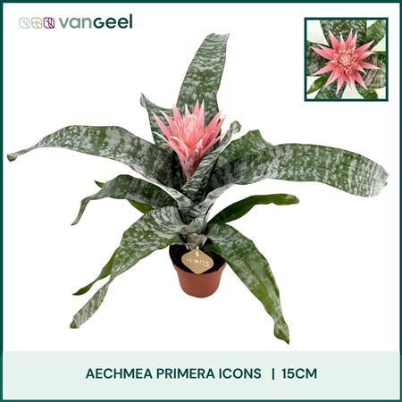 Aechmea Primera Grande St. 2-3 (van Geel)