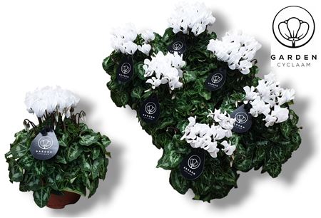 Cyclamen Garden White