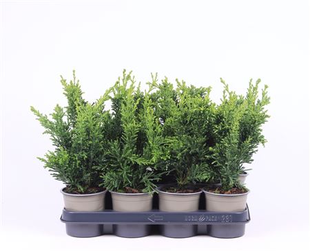 Chamaecyparis Obtusa Draht