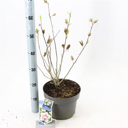 Hibiscus Syr Starburst Chiffon