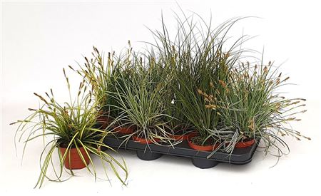 Carex Mixed