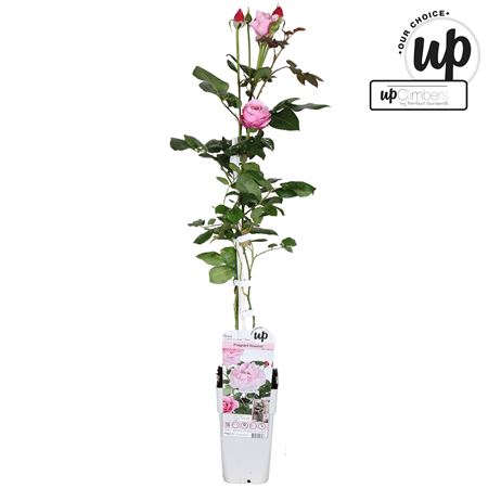 Rosa Climbing Crazy In Love Pink