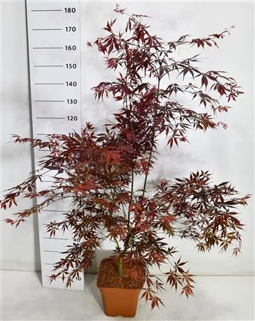 Acer Palm Sumi-nagashi