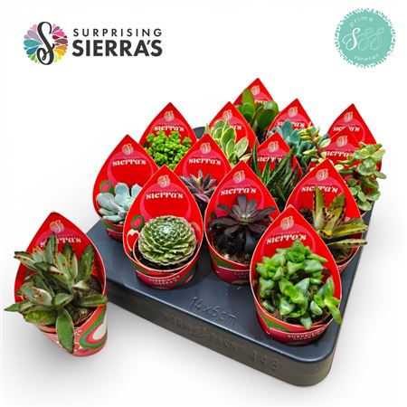 Succulent Mix Sierra Lovely