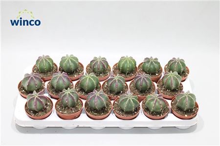 Echinocereus Inermis