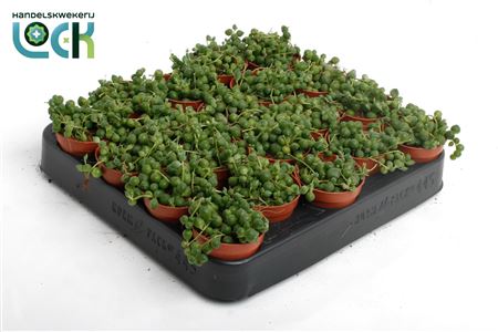 Senecio Rowleyanus