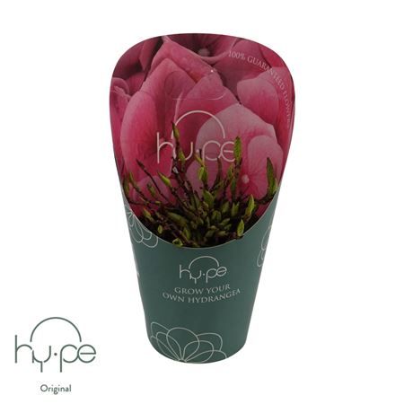 Hydrangea Ma Mophead Pink 7+ (grow Your Own Hy-pe)