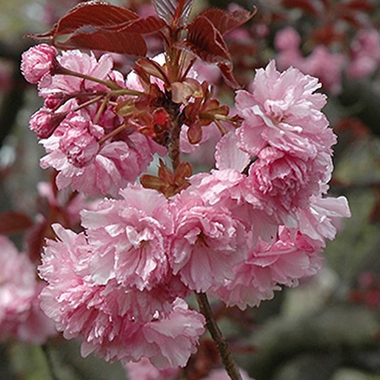 Вишня мелкопильчатая Роял Бургунди в тубе