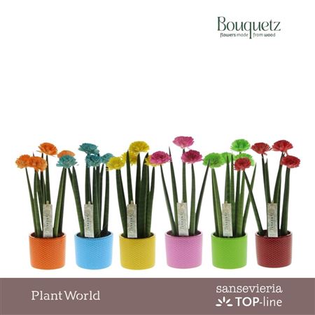 Sansevieria Top-line Bouquetz Mix