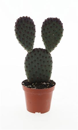 Opuntia Microdasys Indigo