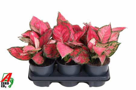 Аглаонема Бьюти