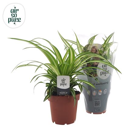 Chlorophytum