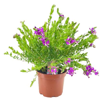 Polygala Dalmaisiana