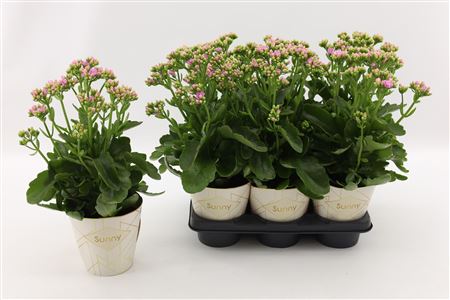 Kalanchoe Graceful Pink