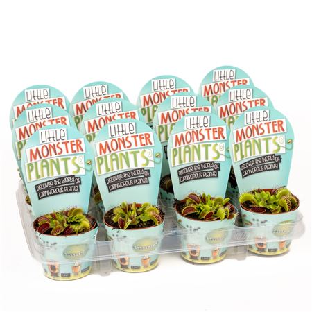 Dionaea Potcover Little Monster Plants