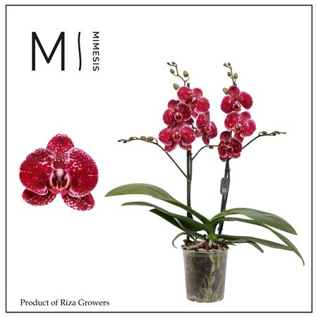 Phal 2st Eduction 16+ (mimesis)